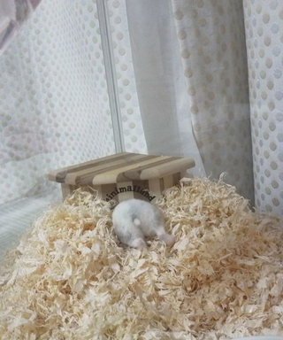 Illustration for article titled A Facebook Page Dedicated Entirely to Hamster Butts